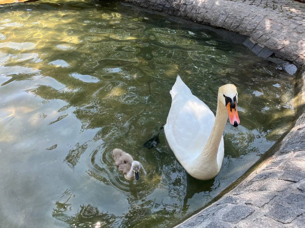 Kuğulu Park’ta 15 yıl sonra bir ilk gerçekleşti 2